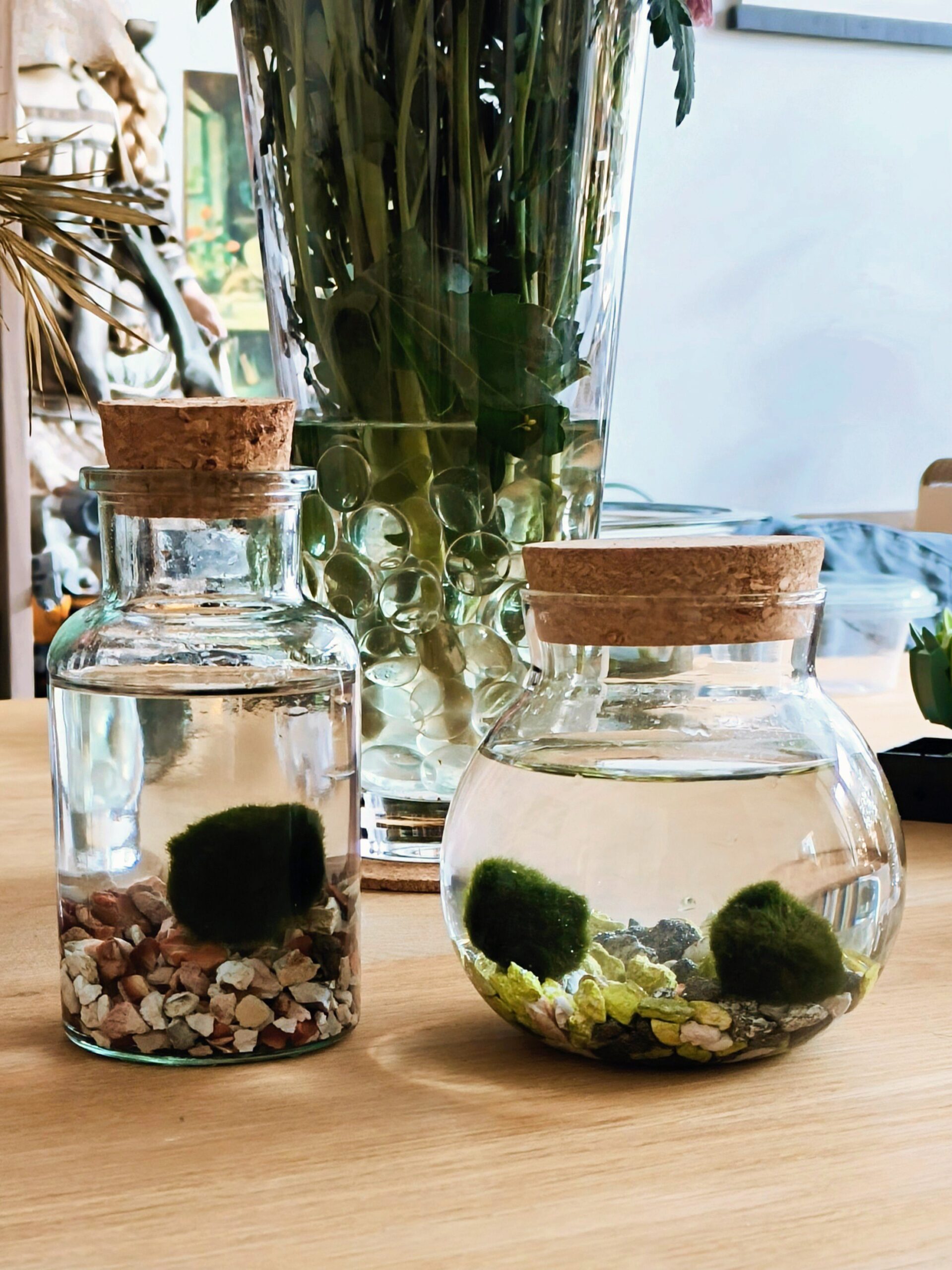 Marimo | Mosbolletje in glas - Afbeelding 3