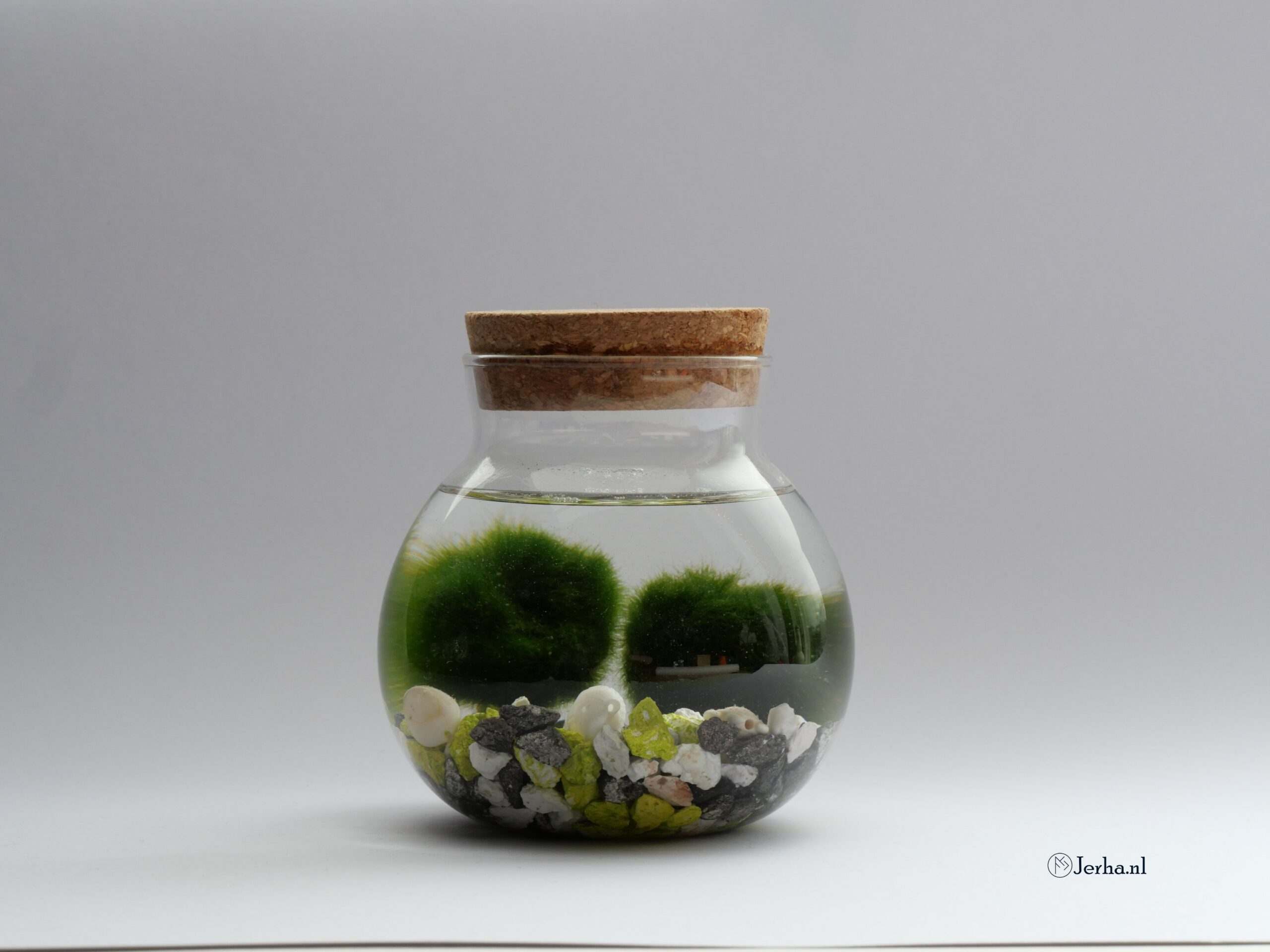 Marimo | Mosbolletje in glas - Afbeelding 2