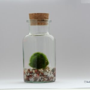 Marimo | Mosbolletje in glas