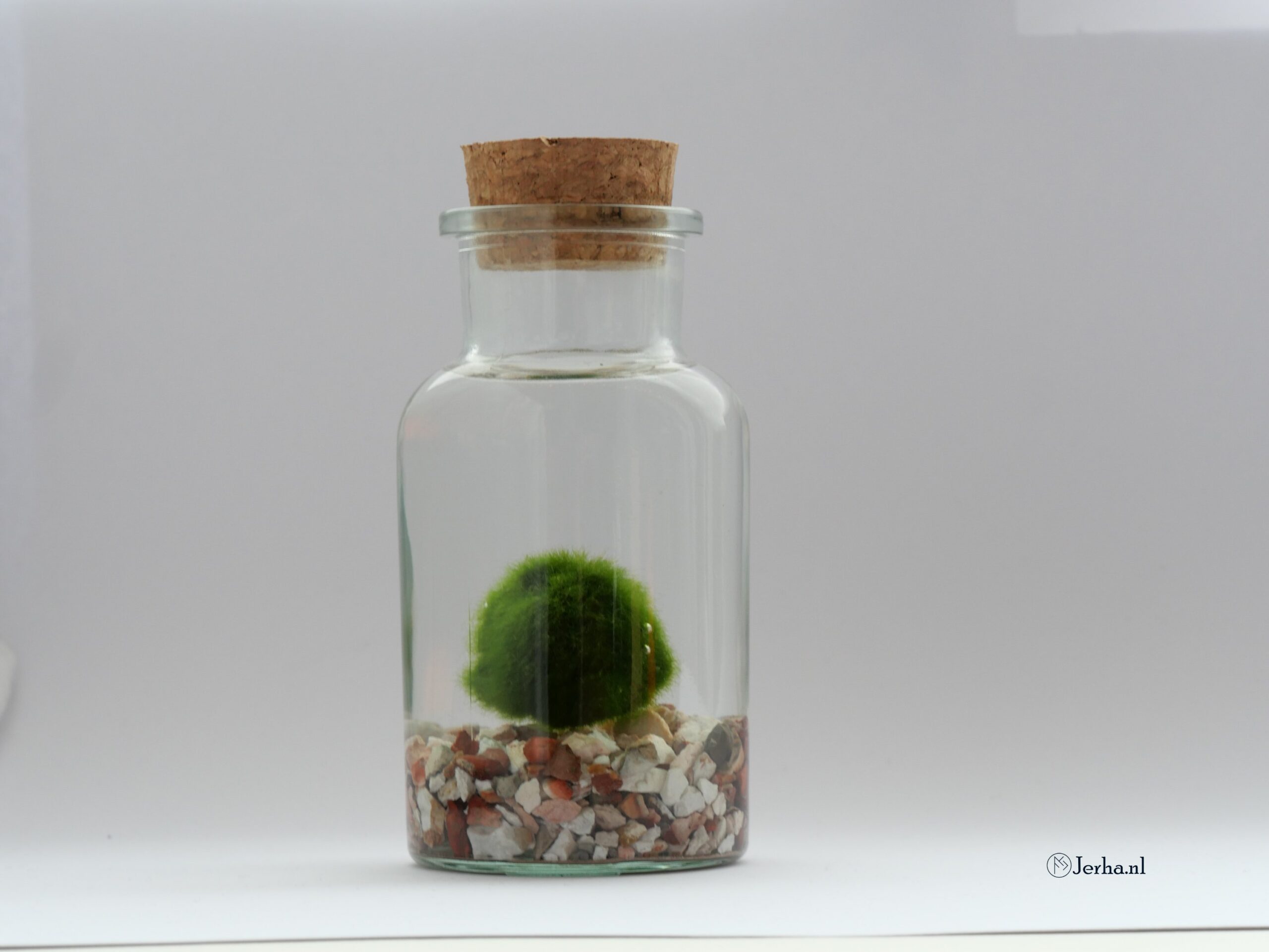 Marimo | Mosbolletje in glas
